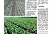 A sokoldalú cékla – Kertészet és Szőlészet 2018. január 24.