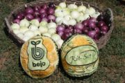 Békéscsaba BEJO FAJTABEMUTATÓ – 2013. augusztus 15.