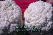 Nyári karfiol bemutató (video)